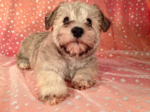 Male Schnoodle Born August 3, 2012 Ready Now!